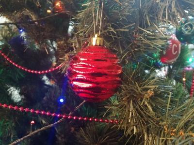 Губернатор Саратовской области запретил вырубку молодых ёлок к Новому году
Губернатор Саратовской области запретил вырубку молодых ёлок к Новому году