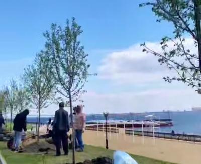 На набережной в Саратове высадили черемуху виргинскую
На набережной в Саратове высадили черемуху виргинскую