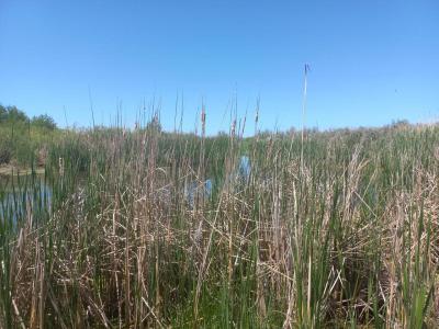 Саратовцев ждет теплая неделя без осадков
Саратовцев ждет теплая неделя без осадков