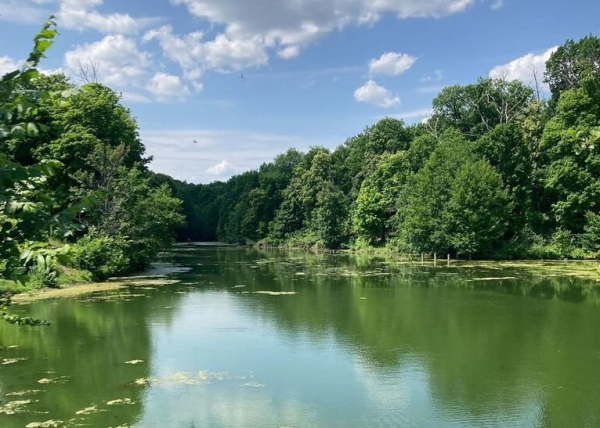 Под Саратовом продают пруд с карпами и раками