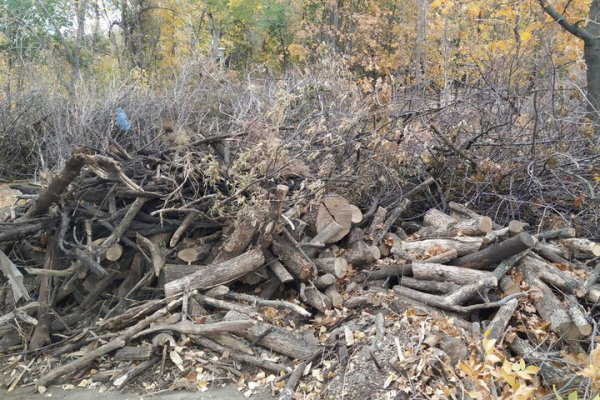 Ради предотвращение чрезвычайных ситуаций в Энгельсском районе срубят 31 тысячу деревьев и потратят 50 миллионов рублей