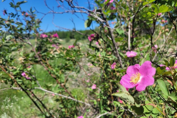 Жителям региона запретили ходить в лес