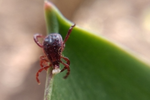 У клещей в Саратовской области нашли возбудитель инфекции, который у человека может поражать нервную систему и скелет У клещей в Саратовской области нашли возбудитель инфекции, который у человека может поражать нервную систему и скелет