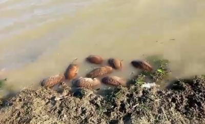 
В Саратовской области сайгаки, мигрирующие из Казахстана, гибнут в реке Малый Узень					