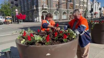 
Мэрия Саратова создает собственные теплицы для выращивания саженцев					