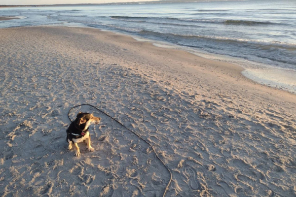 Бездомная собака из Аткарска эмигрировала в Германию и уже &laquo;выучила&raquo; немецкий язык