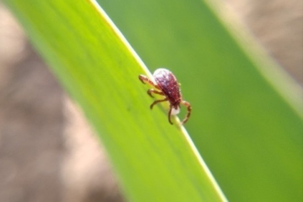 Роспотребнадзор: в Саратовской области в этом году выросло количество людей, укушенных клещами Роспотребнадзор: в Саратовской области в этом году выросло количество людей, укушенных клещами