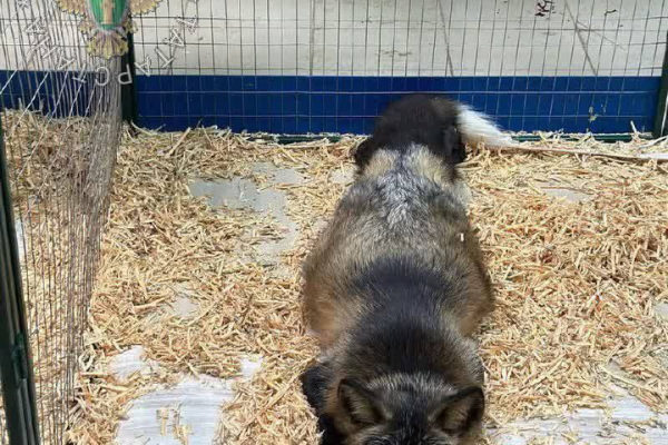 Бизнесмен &mdash; без лицензии, животные &mdash; без воды: в работе передвижного зоопарка нашли ряд нарушений