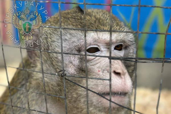 Бизнесмен &mdash; без лицензии, животные &mdash; без воды: в работе передвижного зоопарка нашли ряд нарушений