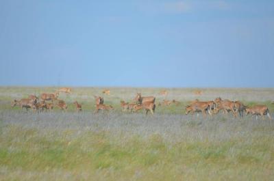 
В Саратовской области пострадавшим от сайгаков фермерам рассказали, как получить компенсацию					