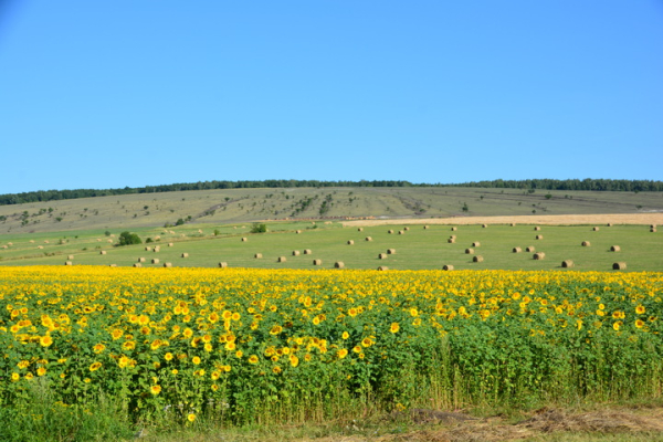 До +33 и без осадков. В Саратовскую область возвращается жаркая погода