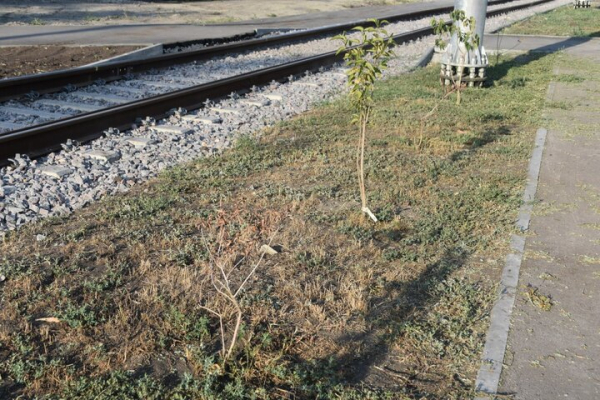 &laquo;Администрация района динамит&raquo;: саратовец пожаловался на гибель деревьев, которыми украсили кольцо &laquo;скоростного трамвая&raquo;
