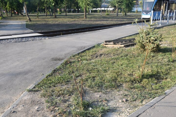 &laquo;Администрация района динамит&raquo;: саратовец пожаловался на гибель деревьев, которыми украсили кольцо &laquo;скоростного трамвая&raquo;