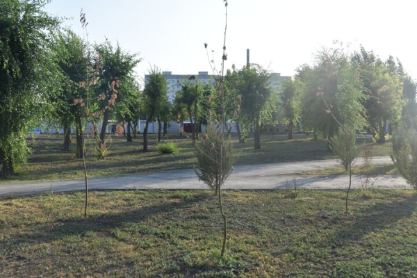 &laquo;Администрация района динамит&raquo;: саратовец пожаловался на гибель деревьев, которыми украсили кольцо &laquo;скоростного трамвая&raquo;