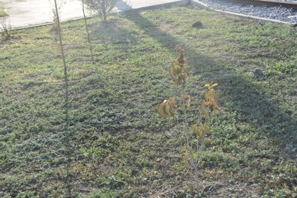 &laquo;Администрация района динамит&raquo;: саратовец пожаловался на гибель деревьев, которыми украсили кольцо &laquo;скоростного трамвая&raquo;