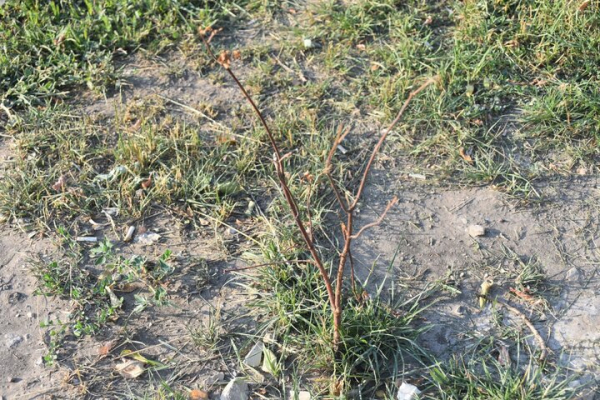 &laquo;Администрация района динамит&raquo;: саратовец пожаловался на гибель деревьев, которыми украсили кольцо &laquo;скоростного трамвая&raquo;