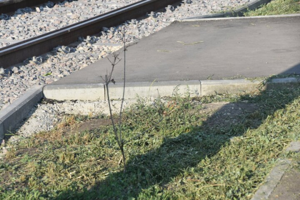 &laquo;Администрация района динамит&raquo;: саратовец пожаловался на гибель деревьев, которыми украсили кольцо &laquo;скоростного трамвая&raquo;