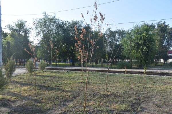 &laquo;Администрация района динамит&raquo;: саратовец пожаловался на гибель деревьев, которыми украсили кольцо &laquo;скоростного трамвая&raquo;