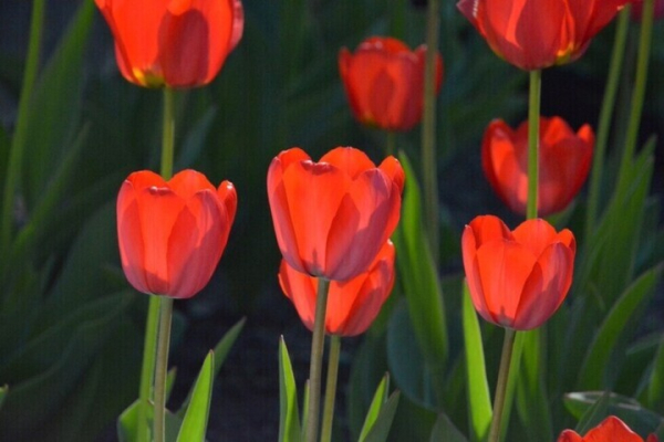 Три жителя региона погибли в ходе СВО