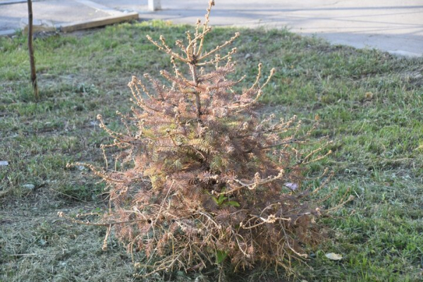 &laquo;Администрация района динамит&raquo;: саратовец пожаловался на гибель деревьев, которыми украсили кольцо &laquo;скоростного трамвая&raquo;