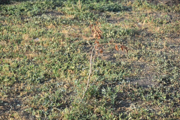 &laquo;Администрация района динамит&raquo;: саратовец пожаловался на гибель деревьев, которыми украсили кольцо &laquo;скоростного трамвая&raquo;