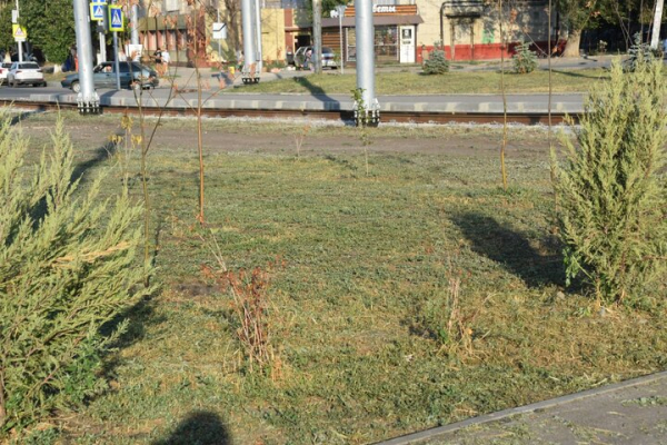 &laquo;Администрация района динамит&raquo;: саратовец пожаловался на гибель деревьев, которыми украсили кольцо &laquo;скоростного трамвая&raquo;