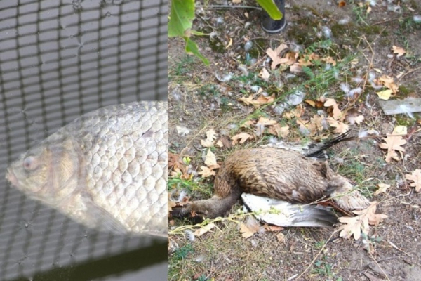 «Спасите! Они его убивают!»: в Городском парке Саратова под управлением мэрии происходит настоящая экологическая катастрофа (фото, видео) «Спасите! Они его убивают!»: в Городском парке Саратова под управлением мэрии происходит настоящая экологическая катастрофа (фото, видео)