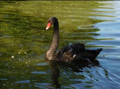 
Лебедей из Горпарка в Саратове могут забрать в экопарк "Олений остров"					