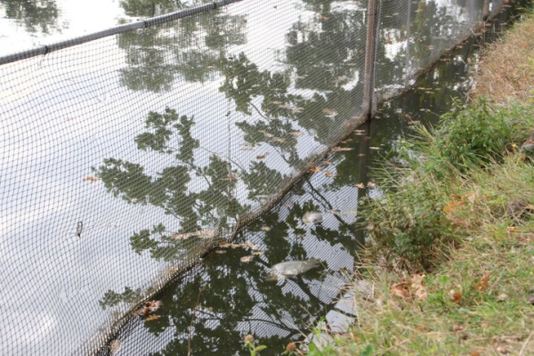 «Спасите! Они его убивают!»: в Городском парке Саратова под управлением мэрии происходит настоящая экологическая катастрофа (фото, видео) «Спасите! Они его убивают!»: в Городском парке Саратова под управлением мэрии происходит настоящая экологическая катастрофа (фото, видео)