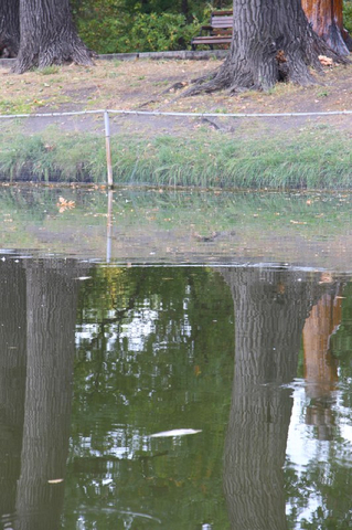 «Спасите! Они его убивают!»: в Городском парке Саратова под управлением мэрии происходит настоящая экологическая катастрофа (фото, видео) «Спасите! Они его убивают!»: в Городском парке Саратова под управлением мэрии происходит настоящая экологическая катастрофа (фото, видео)