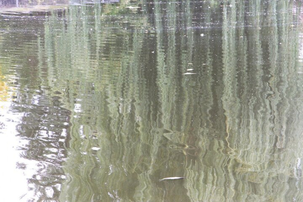 «Спасите! Они его убивают!»: в Городском парке Саратова под управлением мэрии происходит настоящая экологическая катастрофа (фото, видео) «Спасите! Они его убивают!»: в Городском парке Саратова под управлением мэрии происходит настоящая экологическая катастрофа (фото, видео)