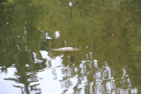 «Спасите! Они его убивают!»: в Городском парке Саратова под управлением мэрии происходит настоящая экологическая катастрофа (фото, видео) «Спасите! Они его убивают!»: в Городском парке Саратова под управлением мэрии происходит настоящая экологическая катастрофа (фото, видео)