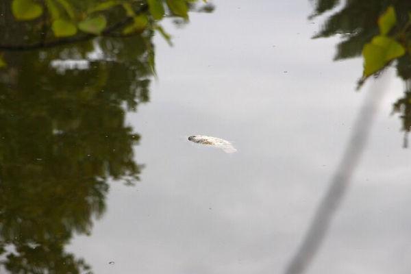 «Спасите! Они его убивают!»: в Городском парке Саратова под управлением мэрии происходит настоящая экологическая катастрофа (фото, видео) «Спасите! Они его убивают!»: в Городском парке Саратова под управлением мэрии происходит настоящая экологическая катастрофа (фото, видео)