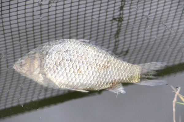 «Спасите! Они его убивают!»: в Городском парке Саратова под управлением мэрии происходит настоящая экологическая катастрофа (фото, видео) «Спасите! Они его убивают!»: в Городском парке Саратова под управлением мэрии происходит настоящая экологическая катастрофа (фото, видео)