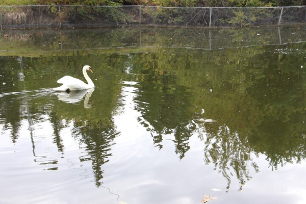 «Спасите! Они его убивают!»: в Городском парке Саратова под управлением мэрии происходит настоящая экологическая катастрофа (фото, видео) «Спасите! Они его убивают!»: в Городском парке Саратова под управлением мэрии происходит настоящая экологическая катастрофа (фото, видео)
