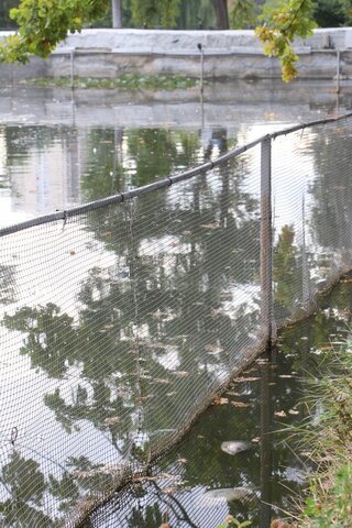 «Спасите! Они его убивают!»: в Городском парке Саратова под управлением мэрии происходит настоящая экологическая катастрофа (фото, видео) «Спасите! Они его убивают!»: в Городском парке Саратова под управлением мэрии происходит настоящая экологическая катастрофа (фото, видео)