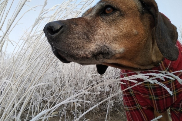 В Саратовской области ожидаются опасные заморозки: водители и урожай под угрозой В Саратовской области ожидаются опасные заморозки: водители и урожай под угрозой