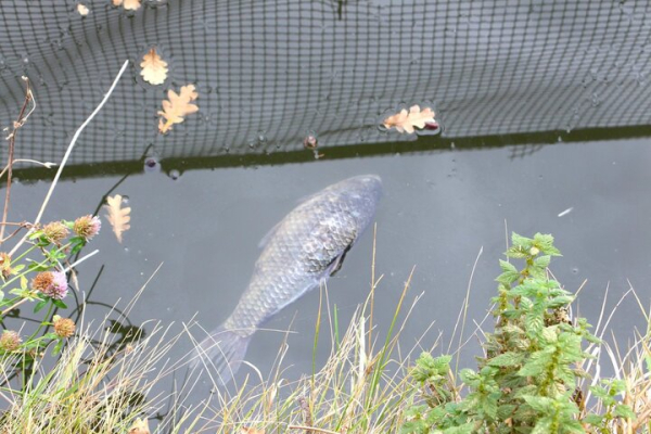«Спасите! Они его убивают!»: в Городском парке Саратова под управлением мэрии происходит настоящая экологическая катастрофа (фото, видео) «Спасите! Они его убивают!»: в Городском парке Саратова под управлением мэрии происходит настоящая экологическая катастрофа (фото, видео)