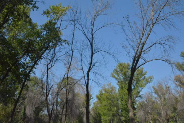 Парк советского периода. Показываем чудовищный сквер на окраине Саратова, на десятки лет забытый властями