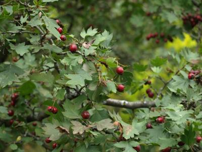 
В Саратовской области ожидаются дожди и аномально теплая погода					