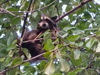 В селе под Балаково на дереве нашли не кота, а енота
В селе под Балаково на дереве нашли не кота, а енота