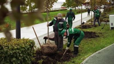 
До конца 2025 года в Саратове посадят 435 крупномеров					